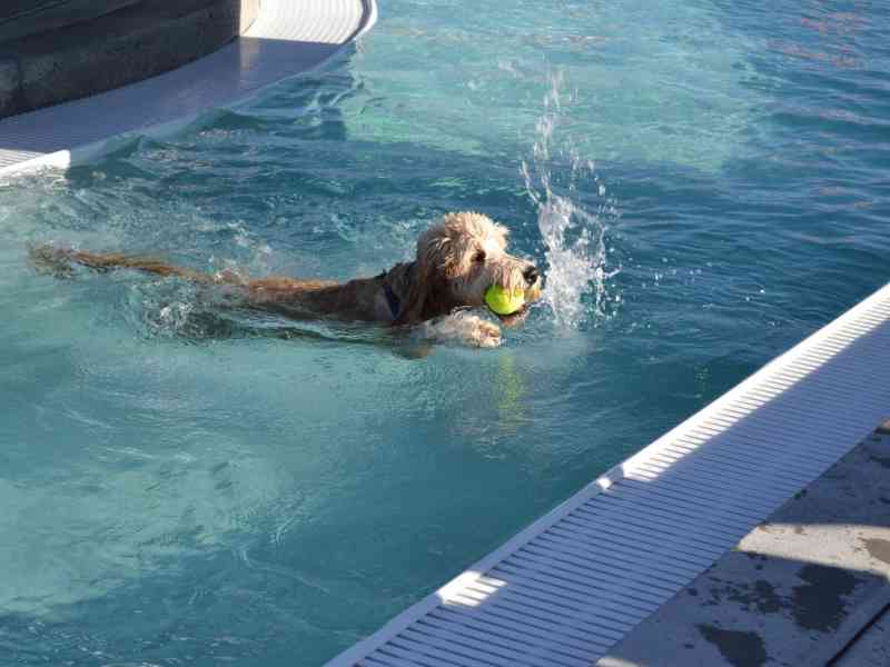 Document Black Hills, Spearfish, Spearfish Rec, Dog Days