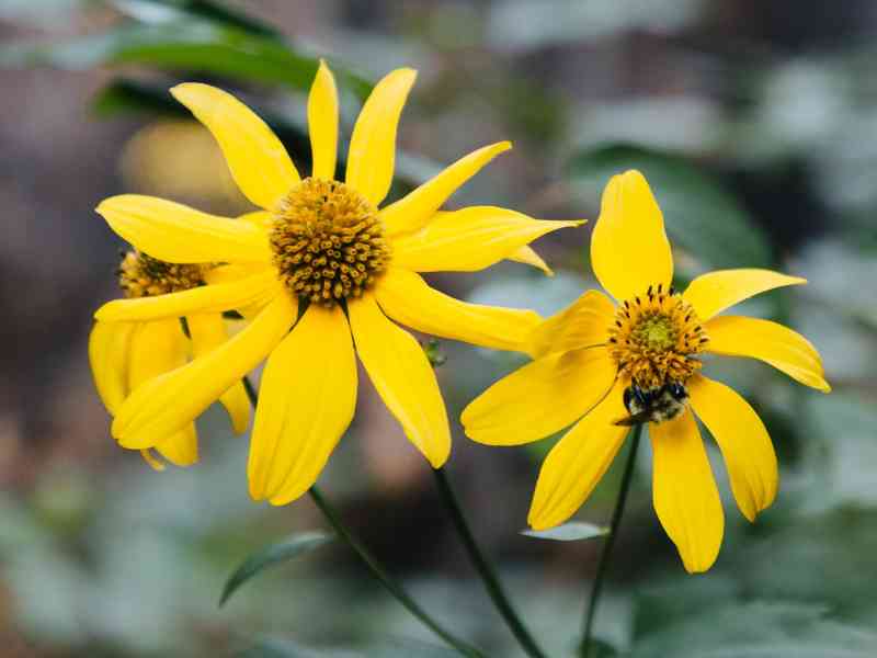 Black Hills, Spearfish, South Dakota, Garden Talks, Northern Hills Master Gardeners, Botanical